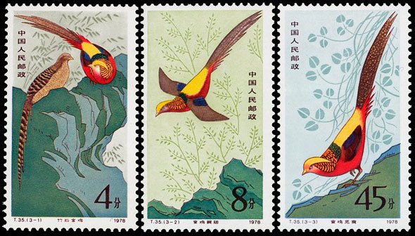 T035, Golden Pheasant《金鸡》