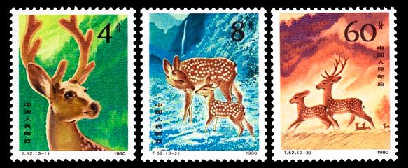 T052, Sika Deer《梅花鹿》
