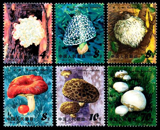 T066, Edible Mushrooms《食用菌》