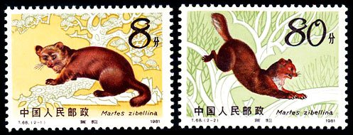 T068, Sable (Martes zibellina)《紫貂》