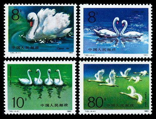 T083, Swans《天鹅》