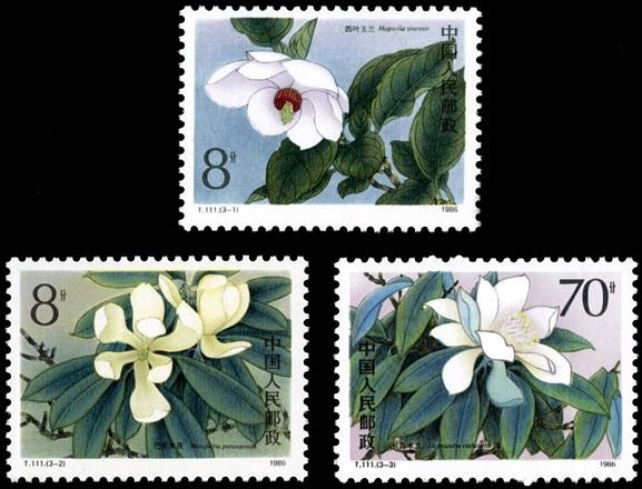 T111, Rare Magnolia《珍稀濒危木兰科植物》