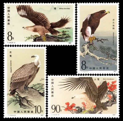 T114, The Birds of Prey《 猛禽》