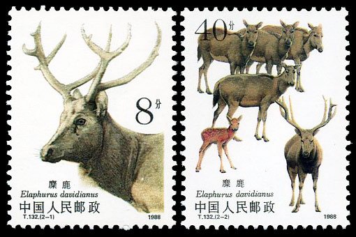 T132, Wapiti《麋鹿》