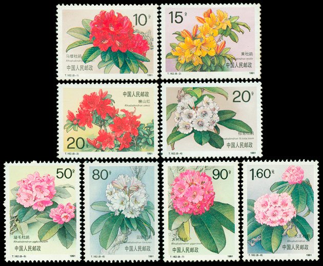 T162, Azalea《杜鹃花》