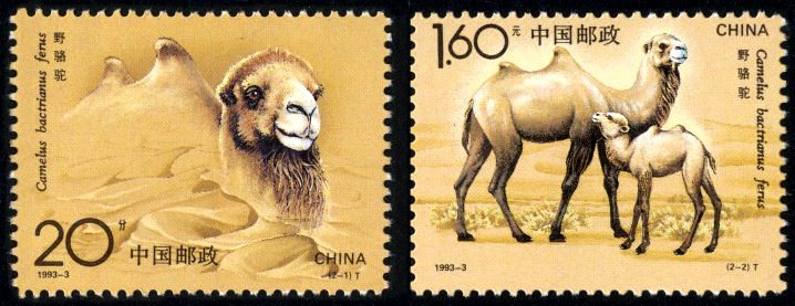1993-03, Wild Camel《野骆驼》