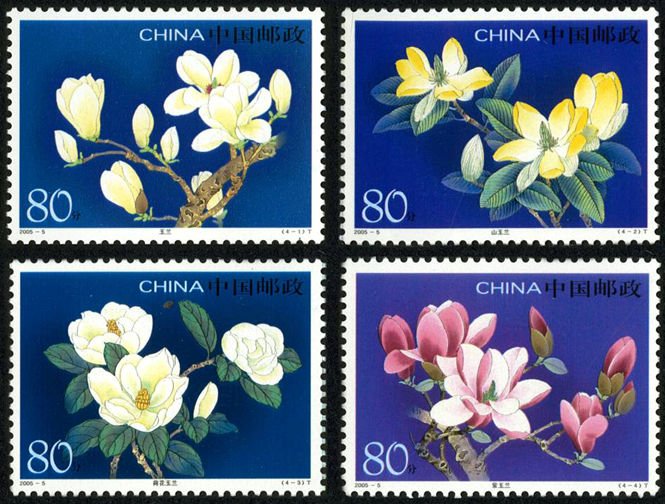 2005-05, Yulan Magnolia《玉兰花》