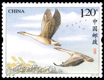 2018-22, Wild Goose