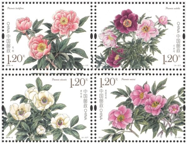 2019-09, Chinese Herbaceous Peony《芍药》