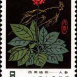 (5-1), Ginseng, 8 fen, 30*40 mm