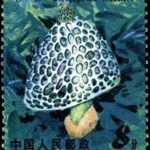 (6-2), Bamboo mushroom, 8 fen, 31*38.5 mm