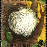 (6-3), Hericium, 8 fen, 31*38.5 mm