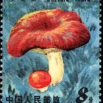 (6-4), Red mushroom, 8 fen, 31*38.5 mm