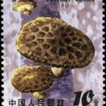 (6-5), Mushroom, 10 fen, 31*38.5 mm