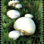(6-6), Button mushroom, 70 fen, 31*38.5 mm