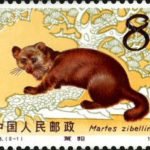 (2-1), Sable (Martes zibellina), 8 fen, 40*30 mm