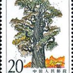 (3-3), Xuan Yuan Cypress, 20 fen, 31*38.5 mm