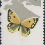 1963-S56 (20-1), Colias erate, 4 fen, 23.5x36 mm