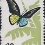 1963-S56 (20-16), Troides magellanus sonani Matsumura, 20 fen, 23.5x36 mm