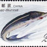 (4-1), Huso Dauricus, 20 fen, 52*31 mm