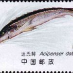 (4-4), Acipenser Dabryanus, 100 fen, 52*31 mm