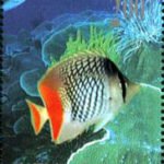 (8-4), Chaetodon chrysurus, 200 fen, 40*50mm
