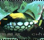 (8-7), Balistoides conspicillum, 200 fen, 50*30mm