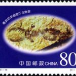 (4-1), Early Cambrian Chengjiang Biota, 80 fen, 40*30mm