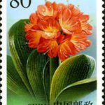 (4-1), Scarlet Kaffir Lily, 80 fen, 30*40mm