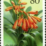 (4-2), Noble Clivia, 80 fen, 30*40mm
