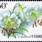 (4-1), Lilium taliense, 60 fen, 40*30 mm