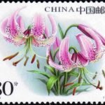 (4-2), Lilium lankongense, 80 fen, 40*30 mm
