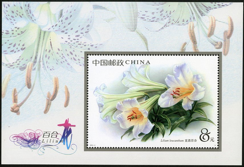 2003-04, Lily《百合花》