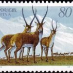 (2-1), Tibetan Antelopes, 80 fen, 40*30 mm