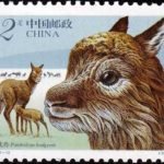 (2-2), Tibetan Antelopes, 200 fen, 40*30 mm