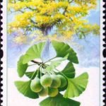 (4-1), Ginkgo biloba, 80 fen, 30*50 mm