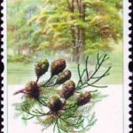 (4-2), Glyptostrobus pensilis, 80 fen, 30*50 mm