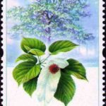 (4-3), Davidia involucrata, 80 fen, 30*50 mm