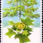 (4-4), Liriodendron chinese, 80 fen, 30*50 mm