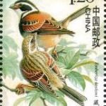 (6-2), Koslow's Bunting, 120 fen, 30 * 40 mm