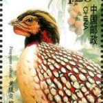 (6-3), Yellow-bellied Tragopan, 120 fen, 30 * 40 mm