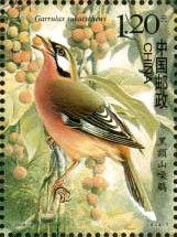 (6-4), Black-fronted Laughing Thrush, 120 fen, 30 * 40 mm
