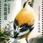 (6-6), White-tailed Ground Jay, 120 fen, 30 * 40 mm