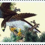 (4-3), Accipiter gentilis, 150 fen, 31 * 52 mm