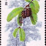 (4-1), Metasequoia Glyptostroboides, 20 fen, 31*52mm