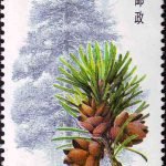 (4-2), Cathaya Argyrophylla, 30 fen, 31*52mm