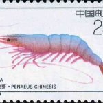 (4-2), Penaeus Chinesis, 25 fen, 40*27mm