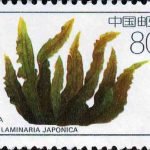 (4-4), Laminaria Japonica, 80 fen, 40*27mm