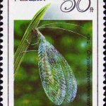 (4-3), Chrysopa Septempunctata, 50 fen, 30*40mm