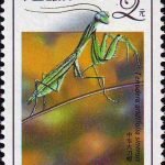 (4-4), Tenodera Aridifolia Sinensis, 200 fen, 30*40mm